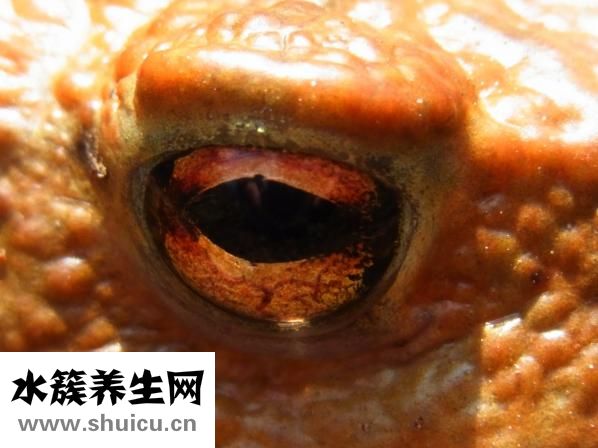 有效眼部去皱