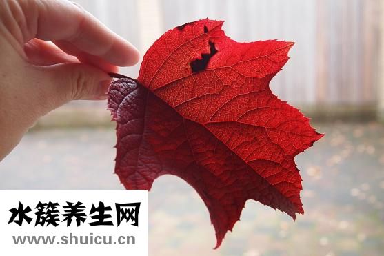 遗传红血丝