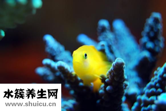 神奇珊瑚癣净