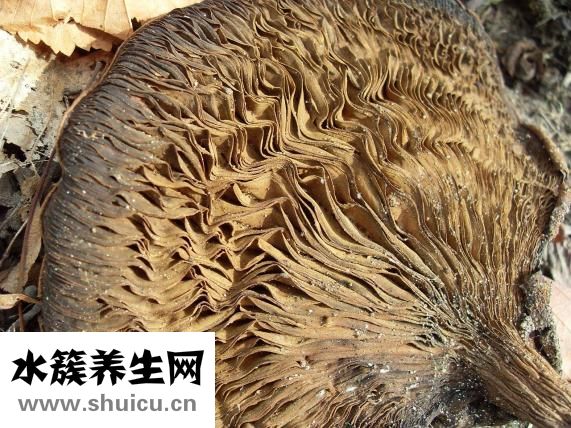 鲜蘑怎么做好吃