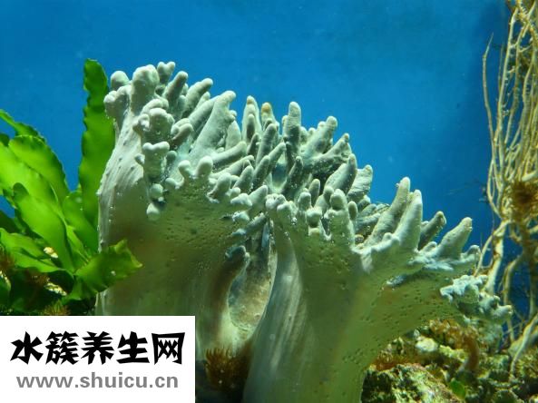 神奇珊瑚癣净