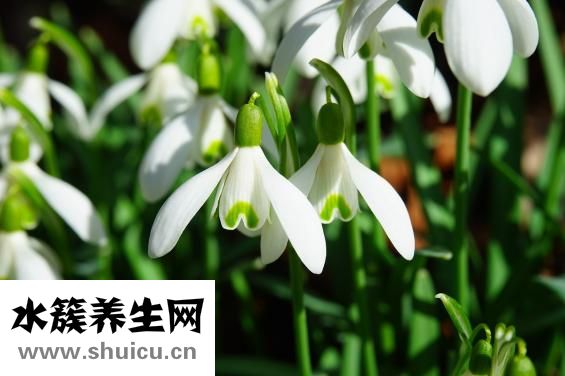 雪莲果的功效