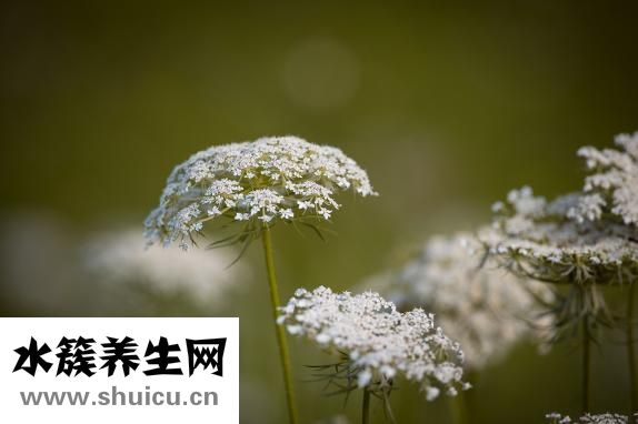 红色食物有哪些