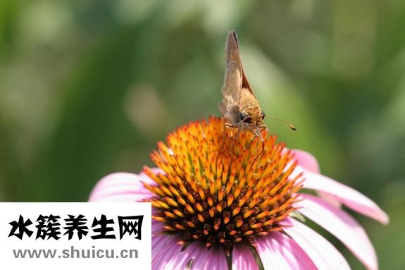 舌头对应五脏图