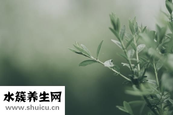 鸽子的做法