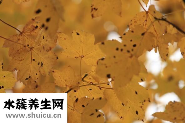 胸积水能治好吗