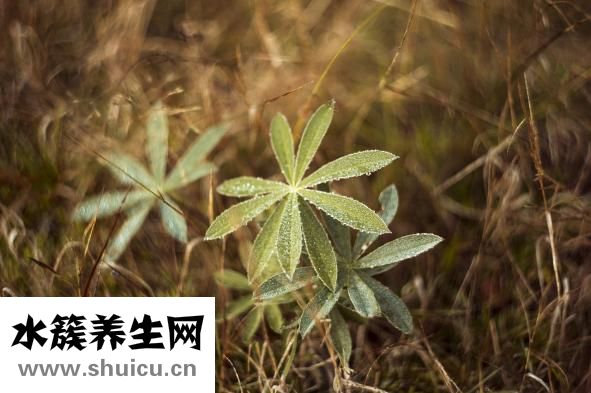 倭瓜南瓜的区别