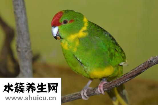 鹦鹉蛋能吃吗