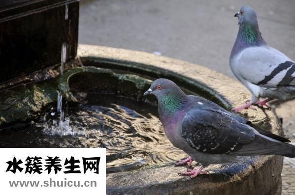 鸽子的做法
