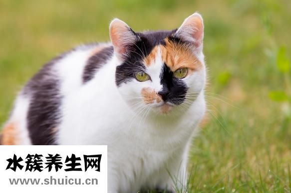 眼痛怎么回事