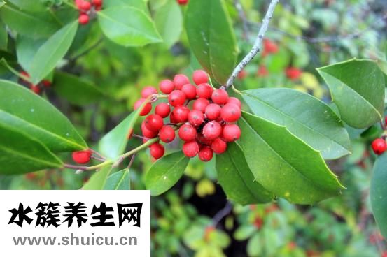 蚊香的危害
