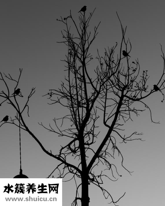 牙齿的种类有哪些