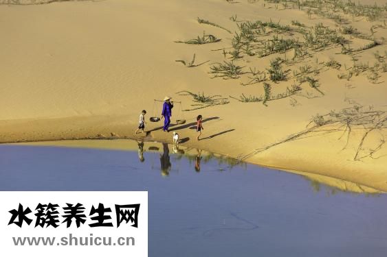 燕窝如何分辨真假