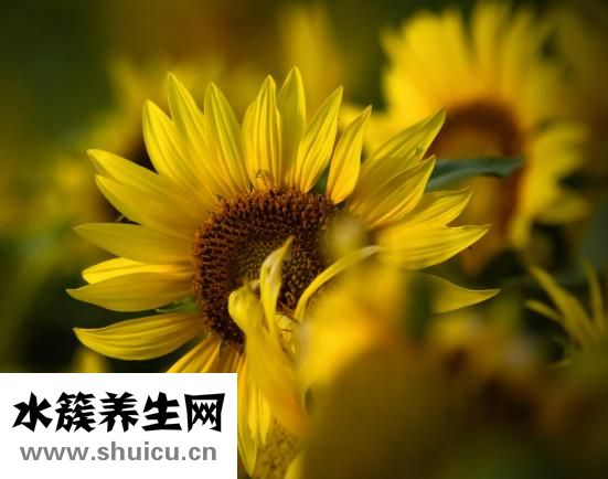 鸽子的做法