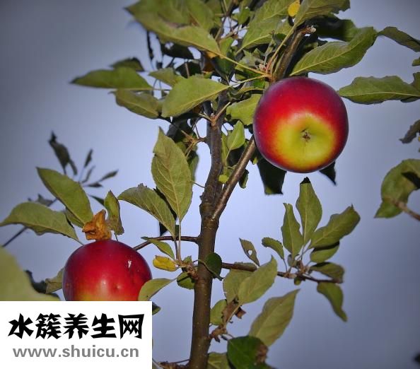 人参可以用酒泡茶喝或与其他食材炖汤喝