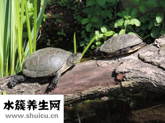 乌龟不吃食怎么办