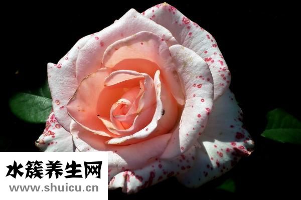 多潘立酮片是什么药