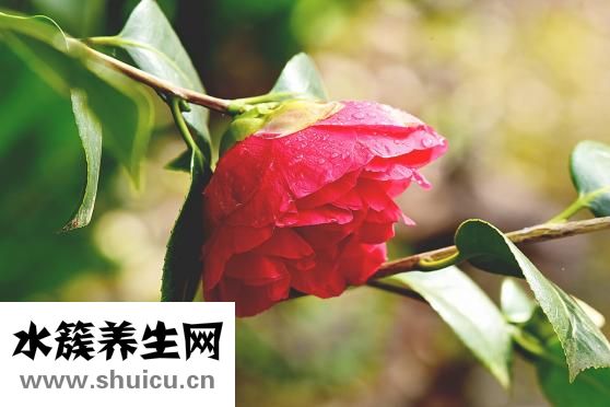 右眼皮跳是什么预兆