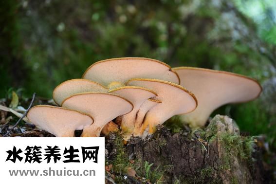 发明家有哪些