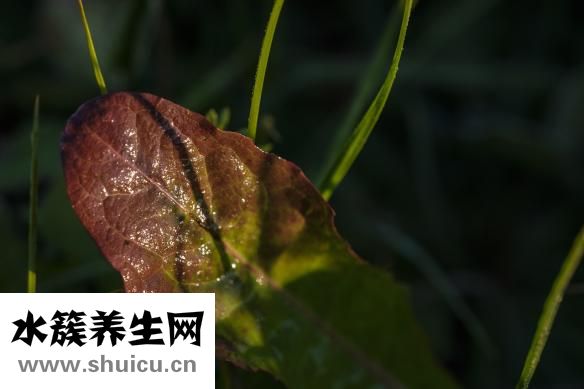 人活着的意义是什么