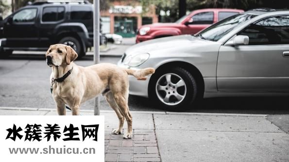 为什么睡觉流口水