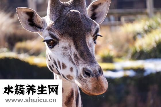 手麻怎么回事