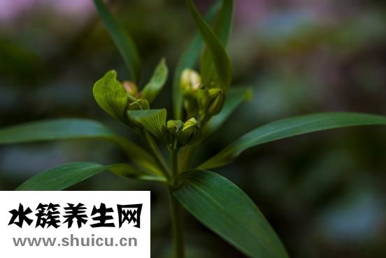卸妆水怎么用