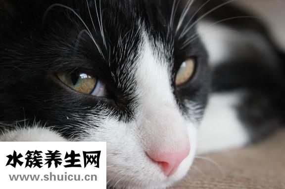 含羞草怎么养
