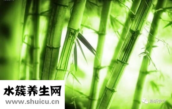 文竹怎么修剪