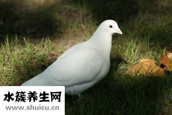 人为什么要睡觉