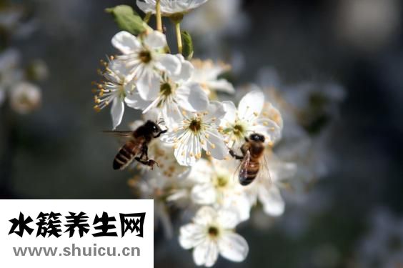 什么面膜好用