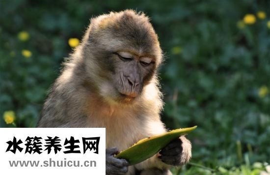 什么是脱肛