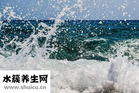 含羞草怎么养