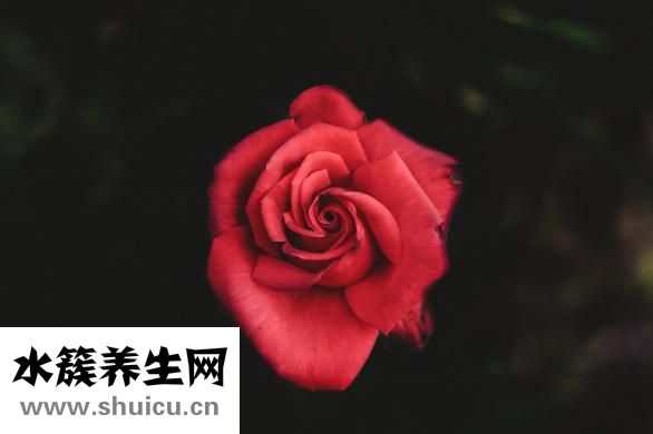 如何追女孩子