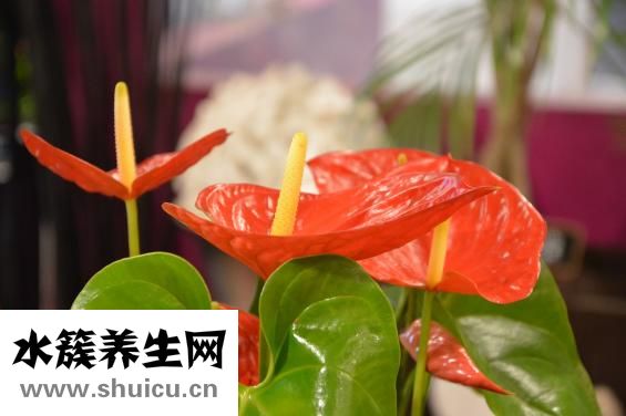 抽脂要多少费用