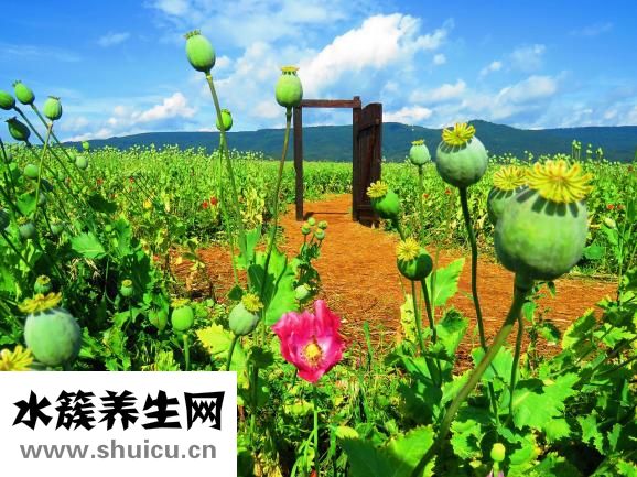 小苏打是什么