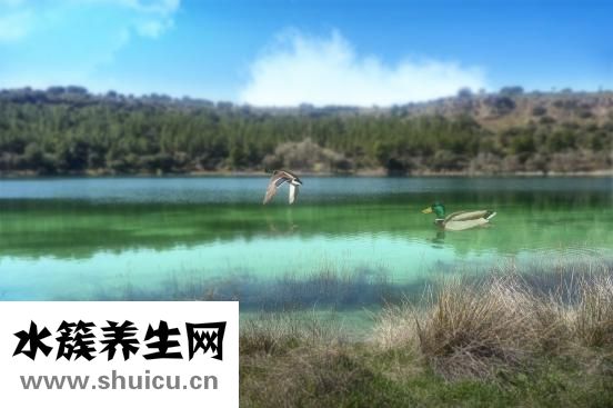 宝宝拉绿屎怎么回事
