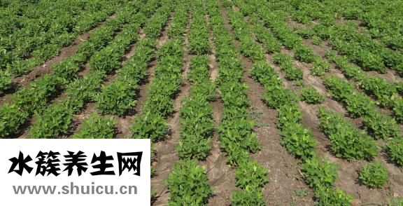 八宝粥怎么煮