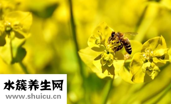 什么面膜好用