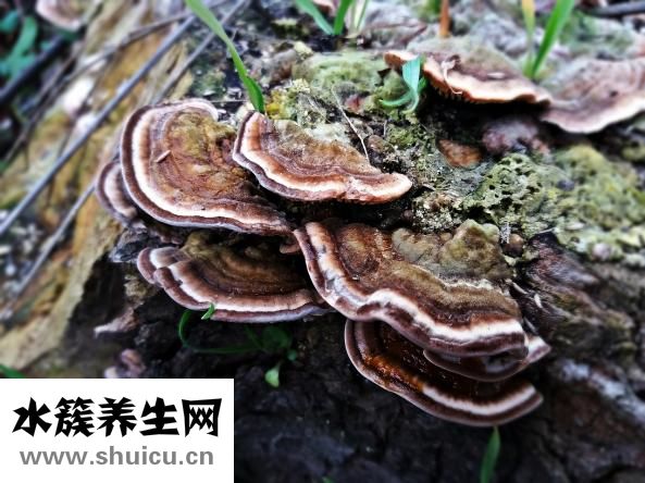 怎么做寿司