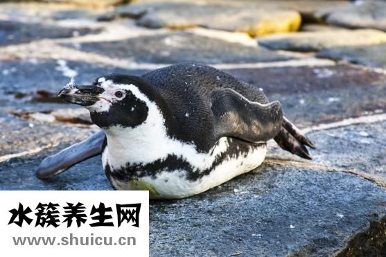斗鱼怎么养