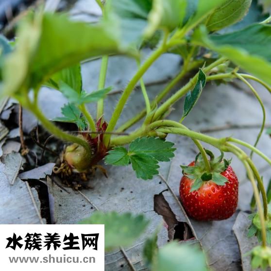 如何调理肠胃