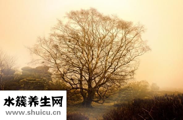 春天开的花有哪些