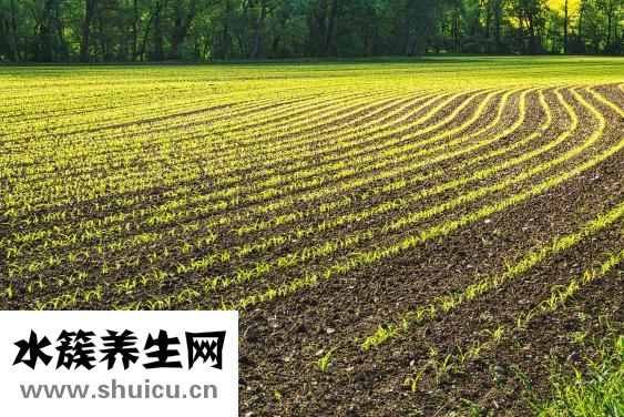 小苏打是什么