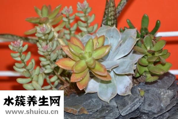 怎么减肚子