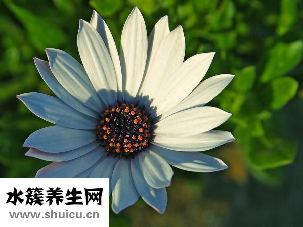 备孕吃什么