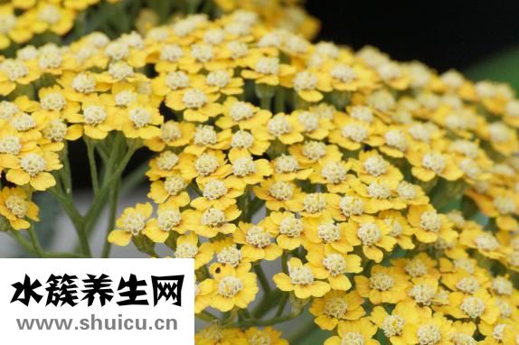 春天开的花有哪些