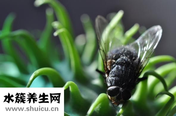 凉皮怎么做