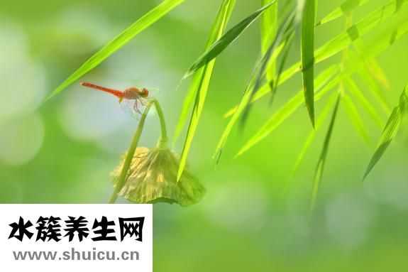 押韵是什么意思