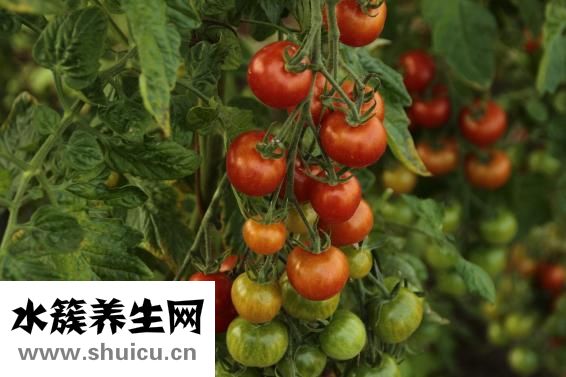 吃什么菜减肥